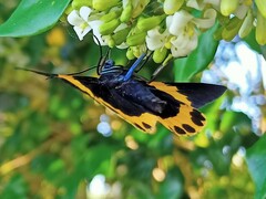 Milionia zonea pryeri