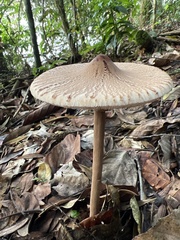Macrolepiota capelariae