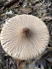 Macrolepiota capelariae