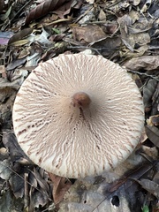 Macrolepiota capelariae