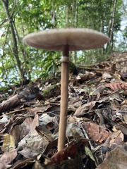 Macrolepiota capelariae