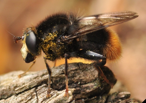 Large Bearfly