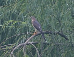 Micronisus gabar gabar