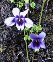 Viola sieberiana