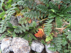 Erodium