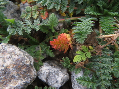 Erodium