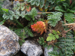 Erodium