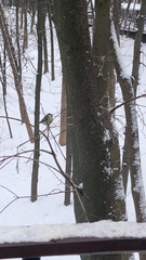 Parus major