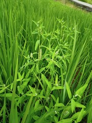 Sphenoclea zeylanica