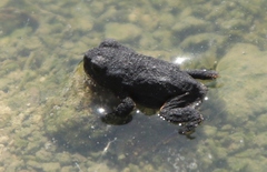 Rhinella spinulosa