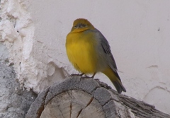 Sicalis uropygialis