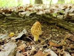 Morchella diminutiva