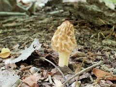 Morchella diminutiva