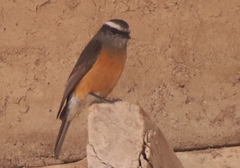 Ochthoeca oenanthoides