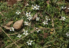 Lobelia oligophylla