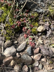Euphorbia indivisa