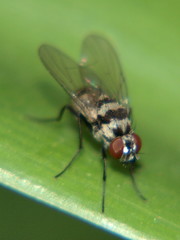 Limnophora