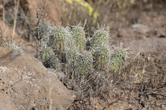 Echinocereus engelmannii fasciculatus