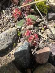 Euphorbia indivisa