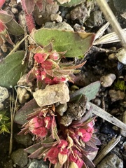 Euphorbia indivisa