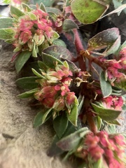 Euphorbia indivisa