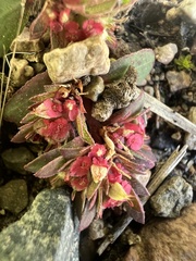 Euphorbia indivisa