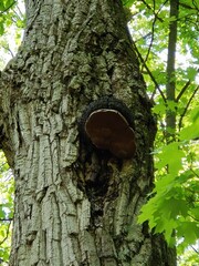 Phellinus