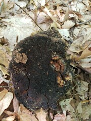 Phellinus