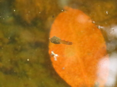 Dendropsophus bogerti