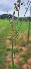 Aspidoglossum woodii
