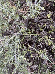 Genista hispanica