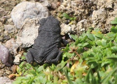 Rhinella spinulosa
