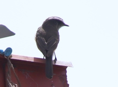 Ochthoeca oenanthoides