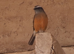 Ochthoeca oenanthoides