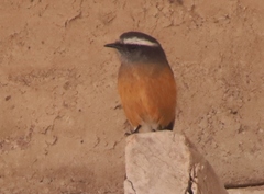 Ochthoeca oenanthoides