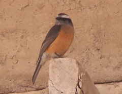 Ochthoeca oenanthoides