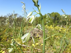Albuca canadensis