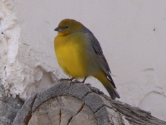 Sicalis uropygialis