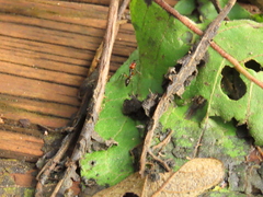 Odontomachus erythrocephalus