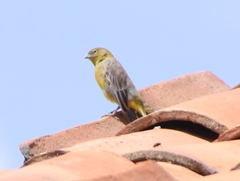 Sicalis uropygialis