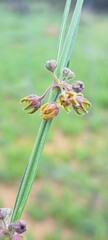 Aspidoglossum woodii
