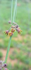 Aspidoglossum woodii