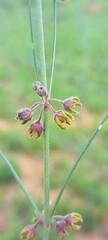 Aspidoglossum woodii