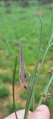 Aspidoglossum woodii