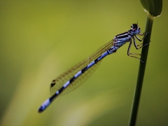 Coenagrion mercuriale