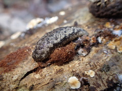 Philomycus carolinianus
