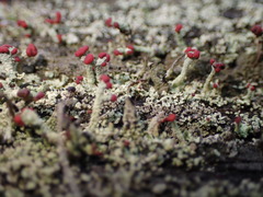 Cladonia floerkeana
