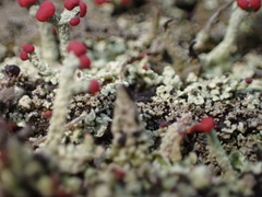 Cladonia floerkeana