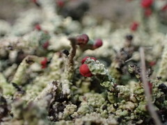 Cladonia floerkeana