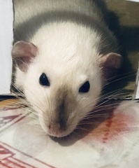 Rattus norvegicus domestica